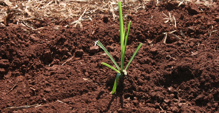 Muda de cana pré-brotada precisa ser plantada em um solo bem cuidado