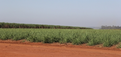 Produtividade e qualidade da matéria-prima da safra canavieira 2020/21 na região Centro-Sul se mantém superior à safra passada