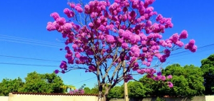 Usina Agrovale contribui para que o município de Cabrobó realize projeto de arborização com Ipê Roxo e Caraibeiras