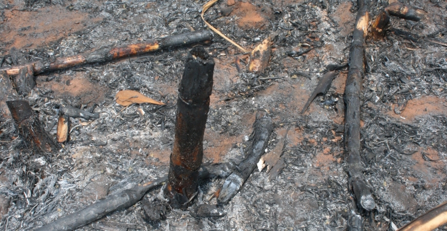 Os incêndios queimam até a cana-soca, que muitas vezes não brota e é necessário o replantio das linhas de cana