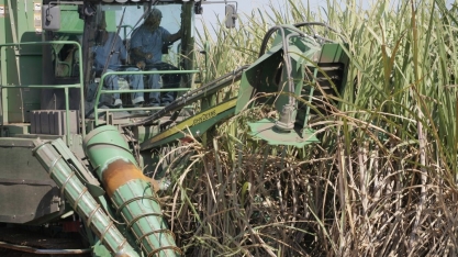 50,48 mi de toneladas moídas na segunda quinzena de julho