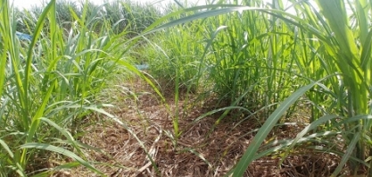 O controle de pragas no canavial e a influência da palha neste ambiente