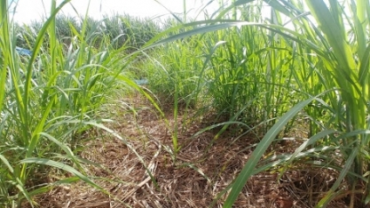 O controle de pragas no canavial e a influência da palha neste ambiente