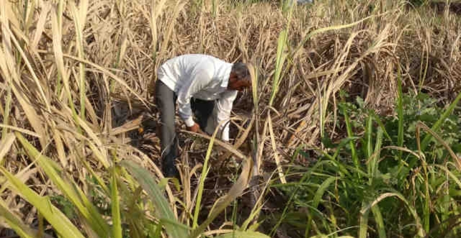 Colheita que está para começar da cana na Ásia indica volumes maiores que na safra anterior (Imagem: REUTERS/Rajendra Jadhav)