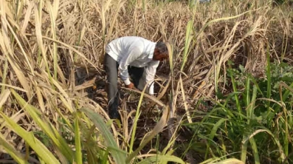 Açúcar: monções na Ásia confirmam USDA e derrubam os contratos futuros em série