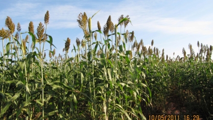 Sorgo IAC Santa Elisa é excelente opção para baixar o custo da alimentação na pecuária
