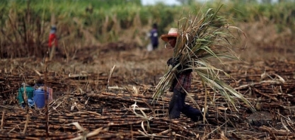 Seca na Tailândia e maior demanda na Ásia sustentam alta nos preços do açúcar