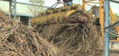 Começa a moagem da cana-de-açúcar em Alagoas