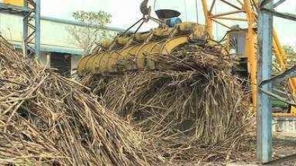 Começa a moagem da cana-de-açúcar em Alagoas