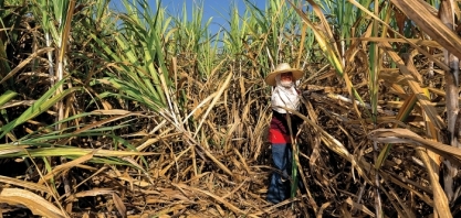 Açúcar: China forte, Brasil fora das vendas em outubro e Tailândia com problemas sustentam preços