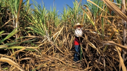Açúcar: China forte, Brasil fora das vendas em outubro e Tailândia com problemas sustentam preços