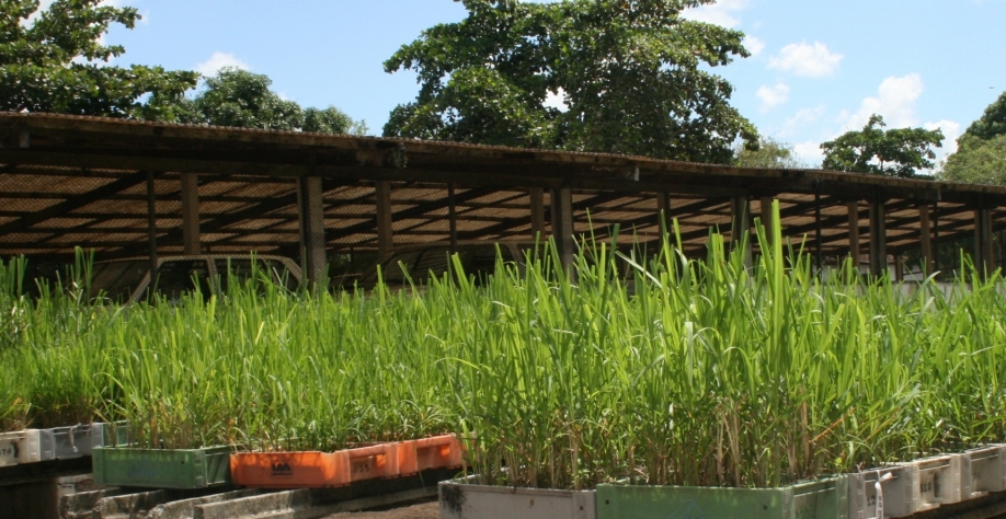 Estação de variedades de cana da Ridesa, em Carpina, PE