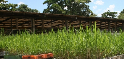 AFCP renova acordo para associado usar cana melhorada sem pagar royalties