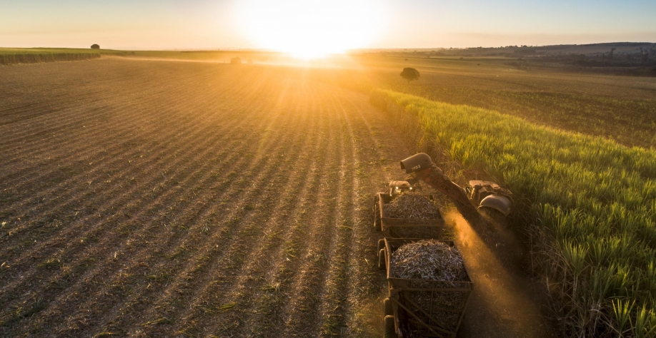Uma das metas da Biosev é que seus canaviais alcancem a casa de 100 toneladas por hectare. Crédito: Divulgação Biosev