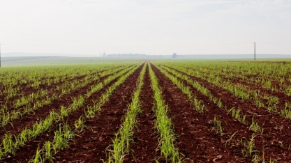 A resposta dos canaviais ao receber nutrição certa, na época correta e com equipamentos adequados