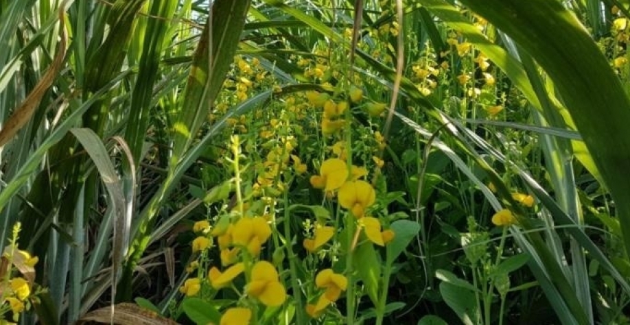 A dobradinha Cana-Crotalária faz o maior sucesso. Crédito foto: Luciana Paiva