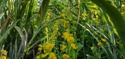 Crotalária pode garantir ganhos de produtividade de 15 a 20 toneladas de colmos de cana por hectare