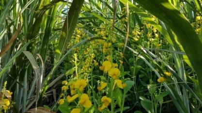 Crotalária pode garantir ganhos de produtividade de 15 a 20 toneladas de colmos de cana por hectare