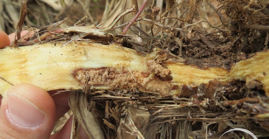 Sphenophorus levis está entre as pragas que provoca mais danos à cultura da cana, como controla-lo?