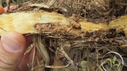 O controle de pragas no canavial e a influência da palha neste ambiente