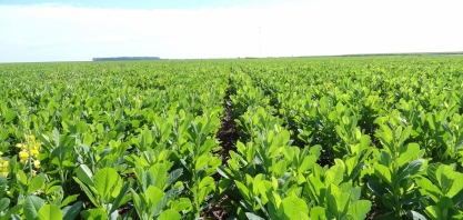 A Primavera é a época de plantar Crotalária como adubo verde para os canaviais