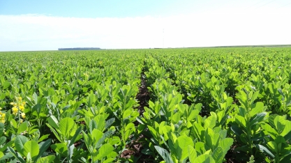 A Primavera é a época de plantar Crotalária como adubo verde para os canaviais