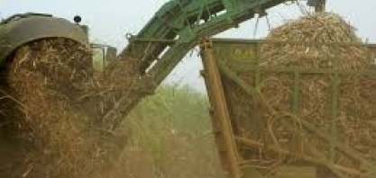 Cana: Colheita no Centro-Sul em julho supera metade da área prevista, mostra relatório