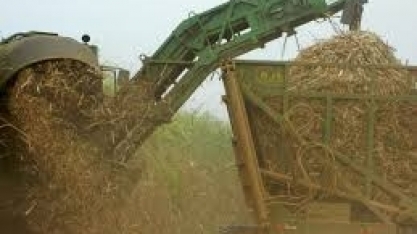 Cana: Colheita no Centro-Sul em julho supera metade da área prevista, mostra relatório