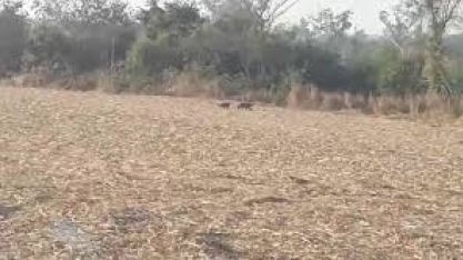 Operadores de colhedora de cana em Mato Grosso encontram onças- pintadas no canavial