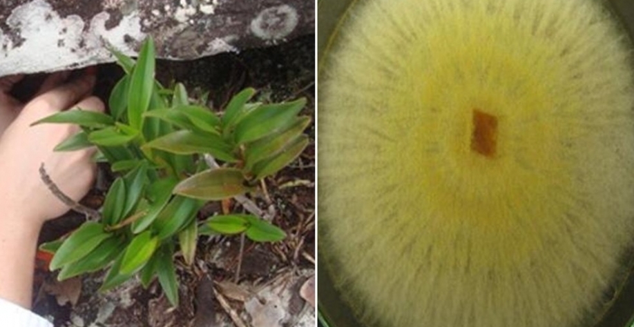 Coleta de três raízes de orquídea do cerrado para obtenção do fungo e o fundo, Waitea Circinata crescido em laboratório, em Goiânia, Goiás — Foto: Universidade Federal de Goiás (UFG)/Divulgação