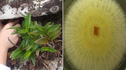 Pesquisadores da UFG identificam fungo que pode reduzir o uso de agrotóxicos em plantações de arroz, tomate e cana-de-açúcar