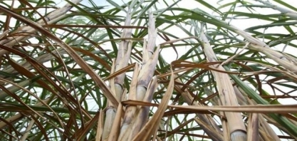 FAEP pede prazo para adequação mediante suspensão de queima de cana-de-açúcar