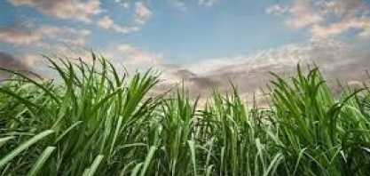 O agronegócio que funciona sem desmatar