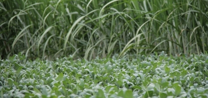 Cocamar avança com o grão em áreas de canaviais