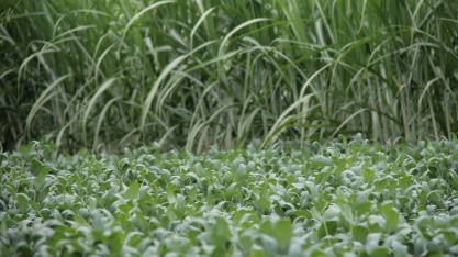 Cocamar avança com o grão em áreas de canaviais