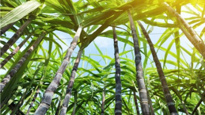 Parceria na busca da inovação e aumentos de produtividade da cana
