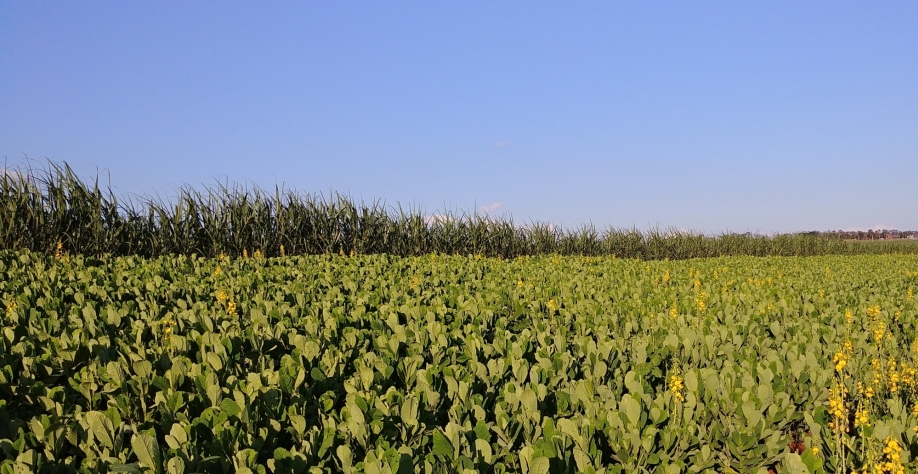 A Crotalária juncea é a mais utilizada nas áreas de rotação com cana