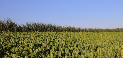 Sucesso da adubação verde, por meio das Crotalárias, está ligado a escolha da espécie mais adequada