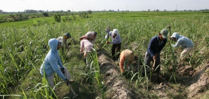 Indonésia quer diminuir importações de açúcar e elevar produção