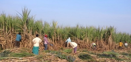 Índia eleva piso para preço da cana-de-açúcar em 3,6%, diz ministro