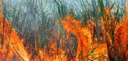 Zilor e Ascana promovem ação #Juntos contra o Fogo para conscientizar comunidades sobre a prevenção de incêndios criminosos