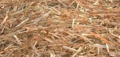 Empresa de produção de açúcar da região doa palhada residual de cana