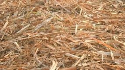 Empresa de produção de açúcar da região doa palhada residual de cana