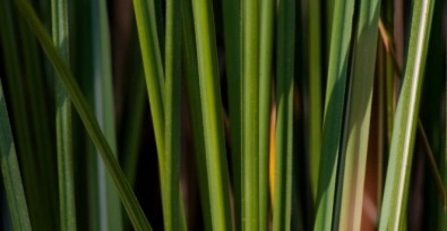 Governantes devem assegurar continuidade de políticas voltadas para bioenergia, biocombustíveis e bioprodutos que já se mostraram bem-sucedidas; assunto foi tema de webinar da BBEST, conferência que tem apoio do programa BIOEN-FAPESP (foto: Léo Ramos Chav