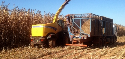 Sorgo BRS 716 possui elevado potencial para a geração de energia