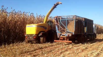 Sorgo BRS 716 possui elevado potencial para a geração de energia