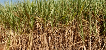 Cana Zoom: produtividade dos canaviais cresce 6,3% em julho
