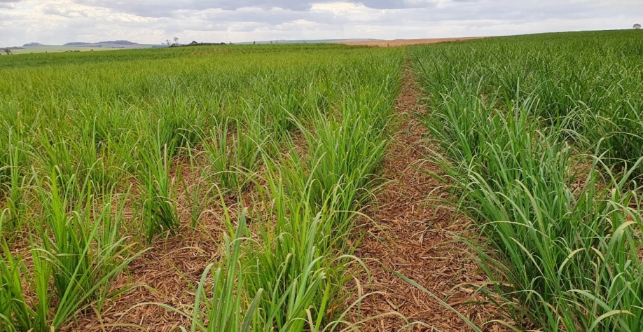 À esquerda cana-soca sem aplicação de fertilizantes incorporada, à direita com aplicação incorporada