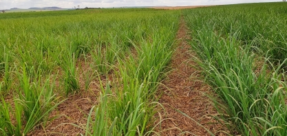 A resposta dos canaviais ao receber nutrição certa, realizada na época correta, com equipamentos adequados e com métodos de aplicação mais eficientes