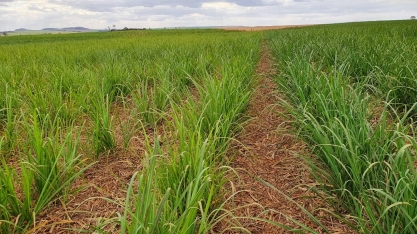 A resposta dos canaviais ao receber nutrição certa, realizada na época correta, com equipamentos adequados e com métodos de aplicação mais eficientes